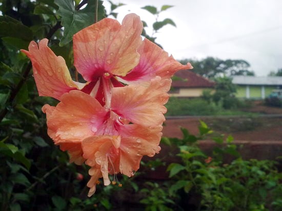 Roydon D'Souza has sent this photo from Mangalore.