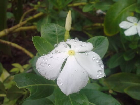 Roydon D'Souza has sent this photo from Mangalore.