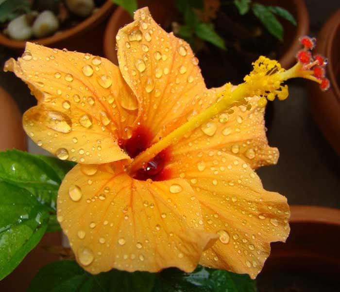 Karunesh Tiwari has sent this photo from Pune.
