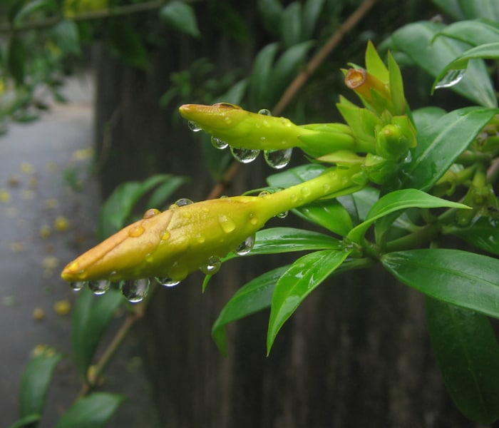 Tony Jose has sent this photo from Ernakulam, Kerala.