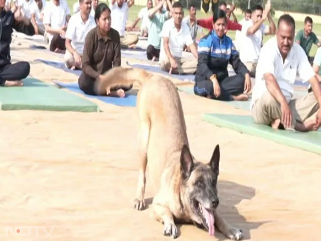 From Deep Diving Into Water To Climbing Snow-Led Mountains, Here Is How India\'s Security Forces Marked International Yoga Day 2023