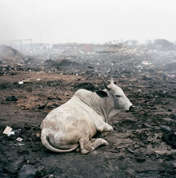 Livestock among the ruins. (Photo credit: Pieter Hugo for The New York Times)