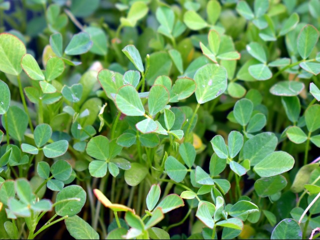 घर पर खुद ही उगाएं मेथी आसानी से