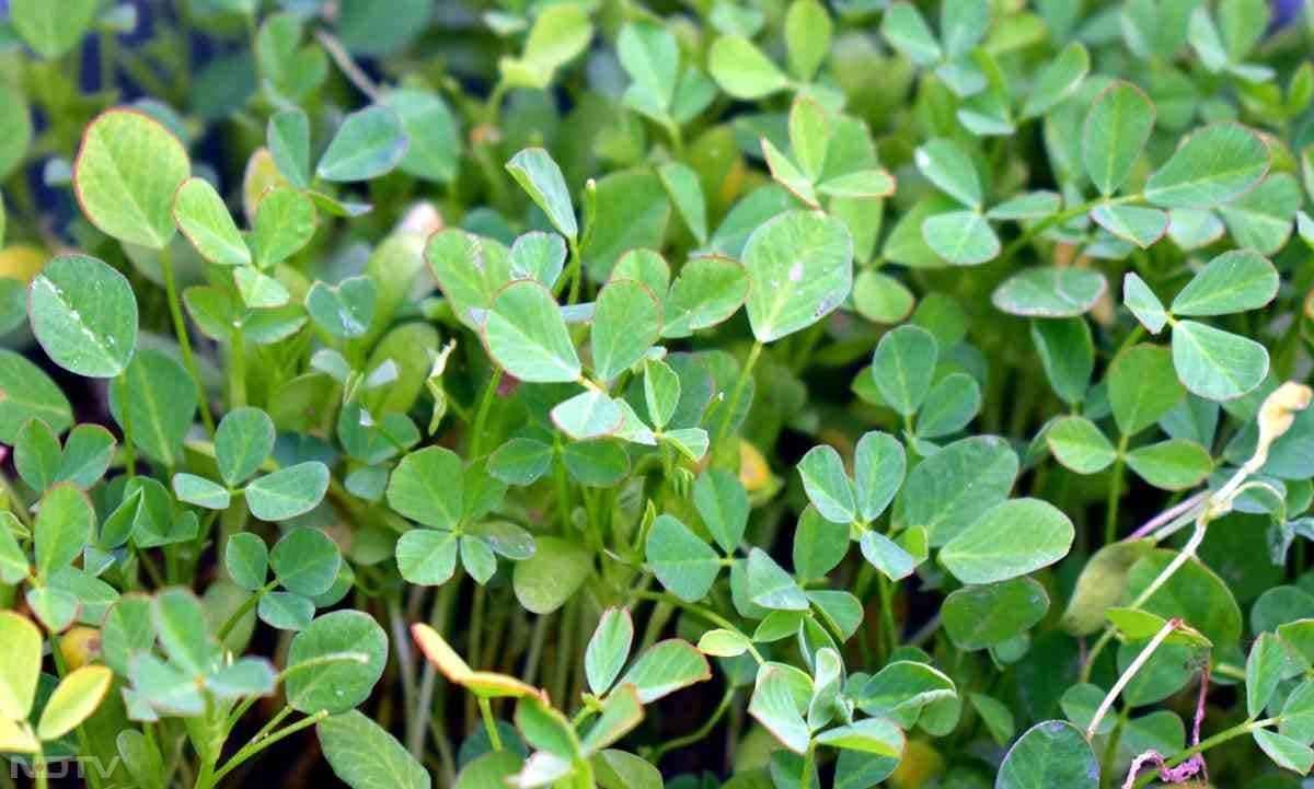 मेथी उगाने के लिए हल्की मिट्टी और धूप की ज़रूरत होती है.