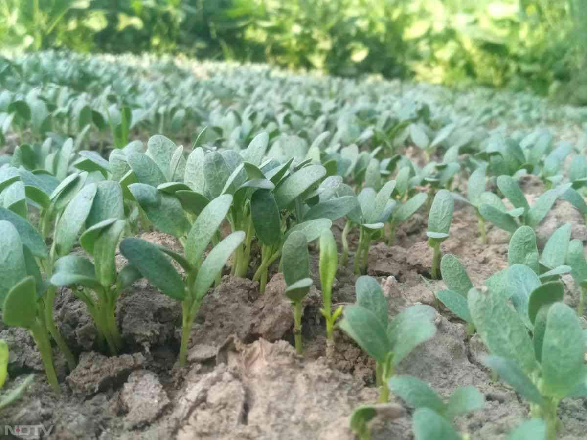 हल्की धूप और थोड़े पानी से ये हरी मेथी कुछ दिनों में तैयार हो जाएगी.