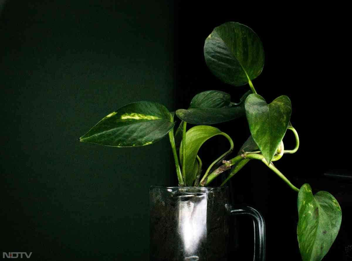 इसका हरापन मन को शांति देता है.