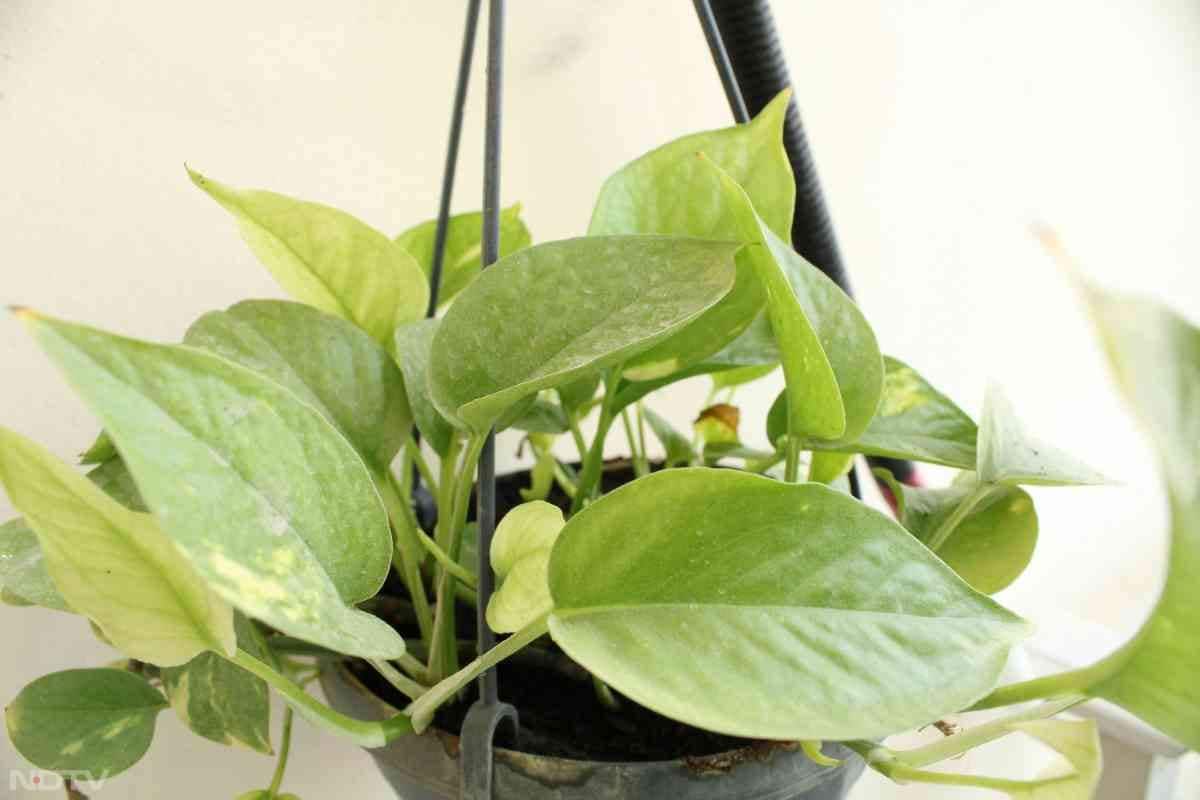 मनी प्लांट की देखभाल करना आसान है और यह सजावट बढ़ाता है.