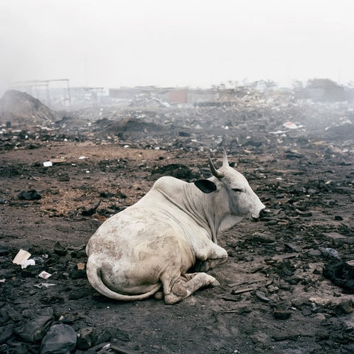 Livestock among the ruins. (NYT Photo)