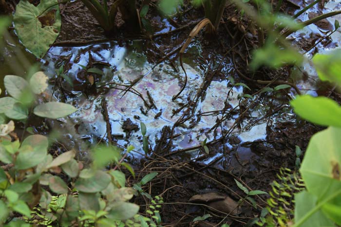 Last month, in an accident in the monsoon, a water body at a Sesa Goa swept into the fields of the village of Mulgaon in Bicholim taluka, destroying the paddy cultivation of the area, alleges activist Ramesh Gauns.