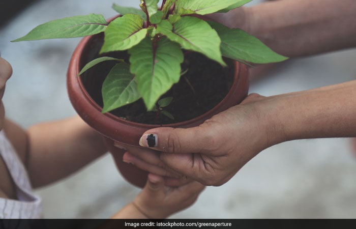 Diwali Special: Move Over Sweets, Dry Fruits And Chocolates, Try One Of These Eco-Friendly Gifts