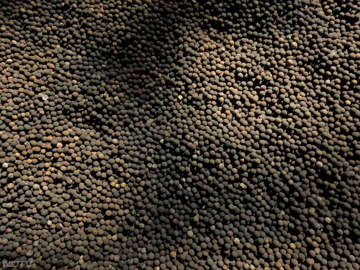 काली मिर्च में एंटीऑक्सीडेंट और एंटी-बैक्टीरियल गुण पाए जाते हैं जो शरीर को संक्रमण से बचाने में मदद कर सकते हैं. नियमित रूप से इसका सेवन करने से सर्दी-जुकाम, खांसी और वायरल बुखार जैसी समस्याओं से राहत पाई जा सकती हैं. Pic Credit- Pexels