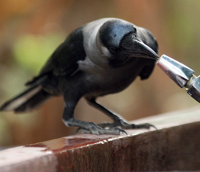 <b>No mercy:</b>A crow tries to extract water out of a tap that it cannot open.
The birds too are facing the consequences of the boiling temperatures around the country. (AFP image)