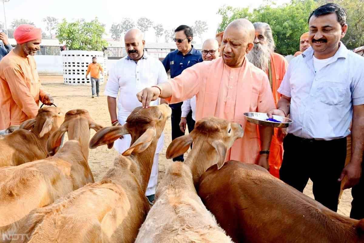 होली के मौके पर गायों को रंग लगाते सीएम योगी. साथ ही सीएम योगी ने बत्तखों को भी दाना डाला. इसके बाद सीएम योगी होली खेलने साधु-संतों के बीच पहुंचें.