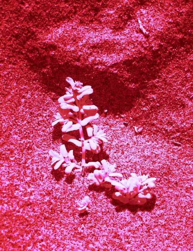 उंगलियों से गालों पर हल्का-सा लगाएं और ब्लेंड करें. ये 100% नेचुरल और केमिकल-फ्री होता है. Pic credit- Pexels