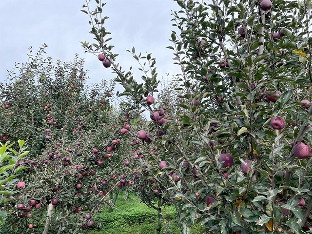 Photo : जलवायु परिवर्तन ने हिमाचल प्रदेश में सेब के उत्पादन को कैसे किया बुरी तरह प्रभावित