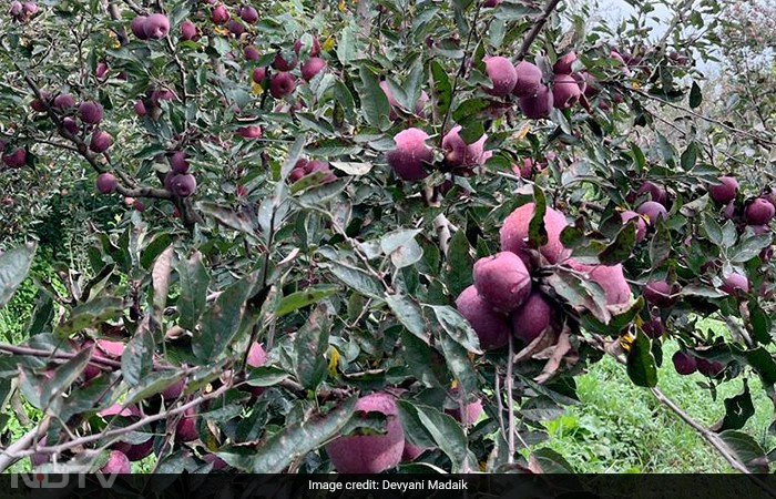 How Climate Change Impacted Himachal Pradesh\'s Apple Production