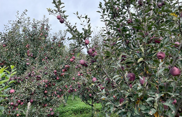 How Climate Change Impacted Himachal Pradesh\'s Apple Production