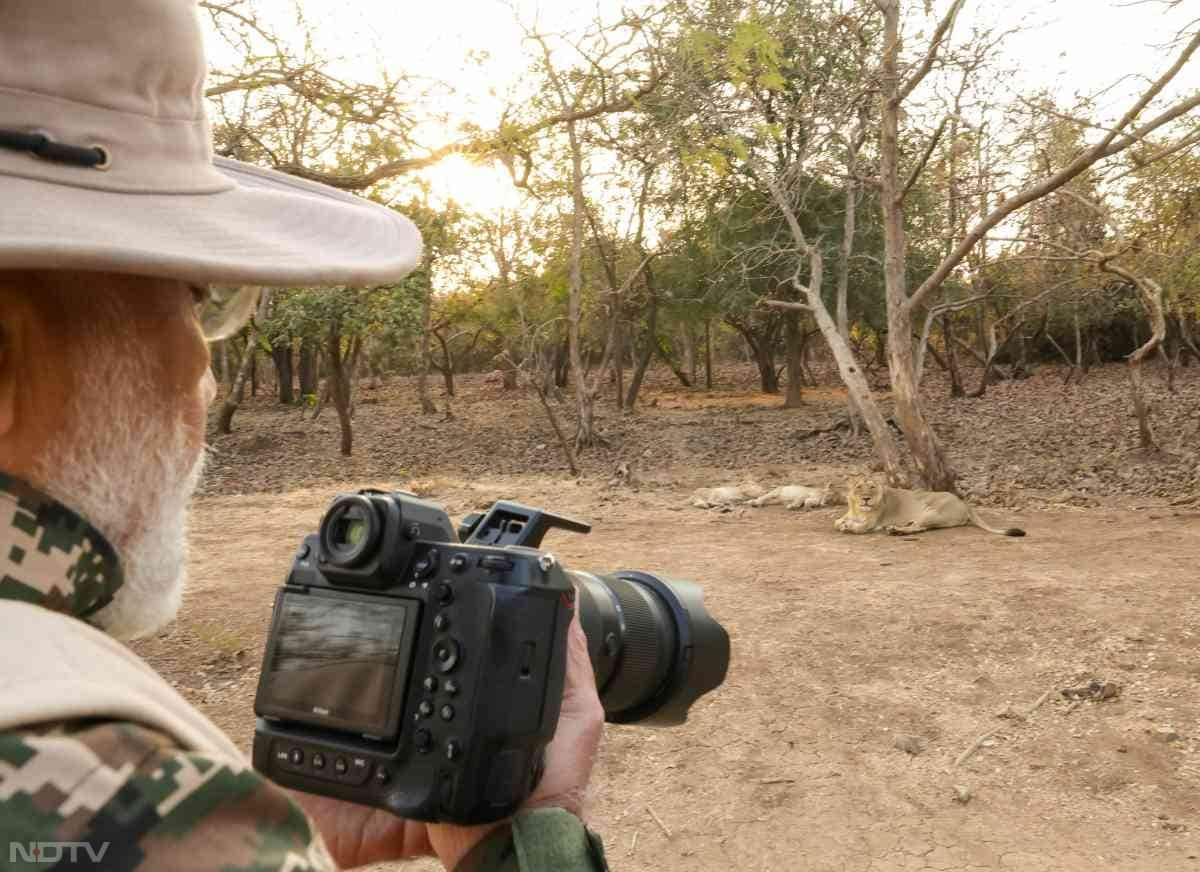 Gujarat has been at the forefront of lion conservation, with dedicated measures to safeguard and expand the habitat of the Asiatic lion