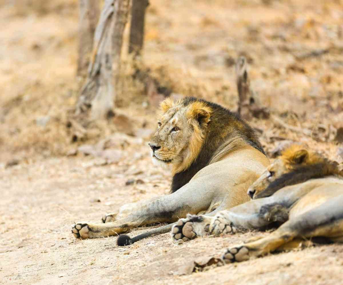 Currently, the Asiatic lions inhabit nearly 30,000 square kilometres across 53 talukas in 9 districts of Gujarat