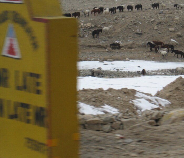 Mules crossing the frozen Indus.(NDTV photo)