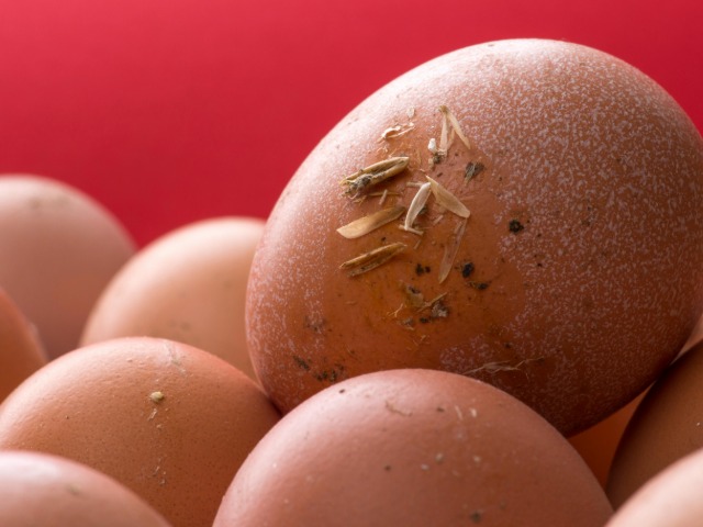 क्&zwj;या अंडा मशीन से बन सकता है?