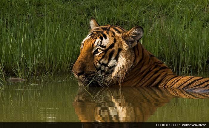 Shortlisted Entry 1: Shrikar Venkatesh from Bengaluru<br><br>

<b>Shrikar Venkatesh's Tiger Story:</b> "As we rambled along the bumpy safari track, we received news of a tiger resting in a water body. When we reached the pond, I was able to take this image. I think tiger population is a good indicator of the progress which our country is making in wildlife conservation. Did you know tiger population lies on top of the food chain and a healthy tiger population directly points to a healthy population of prey base? With the tiger population now on the rise, we must look for ways to avoid the looming problem of Man-animal conflict, in the fringes of forests."