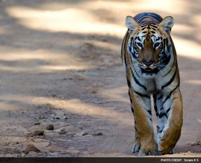 Shortlisted Entry 8: Sriram K S from Bengaluru<br><br>

<b>Sriram's Tiger Story:</b> "It was the winter of 2012 and we were on a trip to Tadoba. This was by far one of our most successful trip in terms of tiger sighting. We met Maya or P2 at Tadoba. I believe the one way of saving tigers is to promote tourism in tiger reserves and ensure that the tourist do not disturb the tiger habitat. Tiger conservation is more important because without this the balance of food chain will be affected to a huge extent. We saw the same tiger trying to hunt in 2013 too."