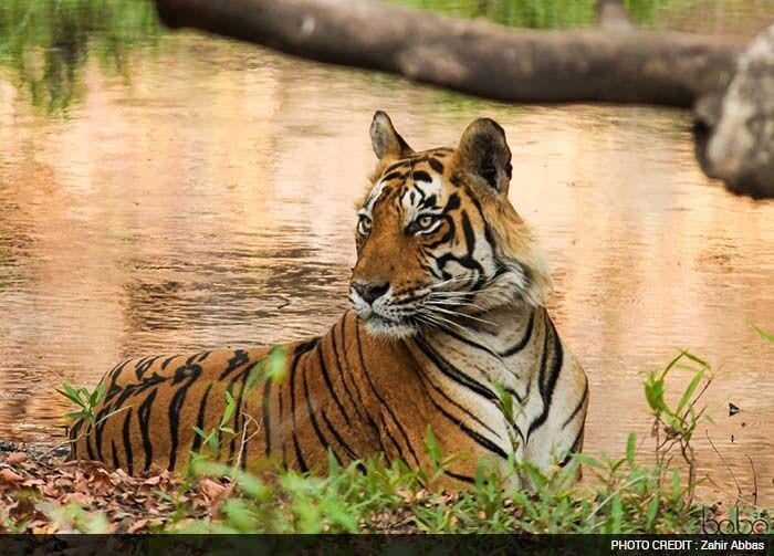 Shortlisted Entry 7: Zahir Abbas from Delhi<br><br>

<b>Zahir Abbas Writes:</b> "Tiger are the Symbol of ecological balance. Saving Tiger means saving the entire ecology. The Boss of the forest maintains the gravity and give an identity to a forest and also lead us to save other habitats. My first and only tiger spotting was in Ranthambore tiger reserve in this year."