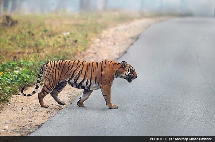 Winner Name: Abhiroop Ghosh Dastidar from Bengaluru<br><br>

Abhiroop Ghosh's Tiger Story: Ghosh has tagged this picture as 'Cross the line' - "It is beyond any human understanding the stress the animals face when they are compelled to cross Highways and human frequented areas. We encountered this male tiger right at the edge of Mysore-Mananthavadi highway standing bewildered at the fast moving private buses. It did eventually cross the road with cautious steps and nervous footings. While the country boasts of rise in Tiger efforts we can come to conclusion that a small war has been won. However fights for Big Battles such as these are still on and the silver lining is not too far."