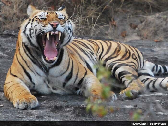 Winner Name: Sanjay Pratap from Noida<br><br>

<b>Sanjay Pratap Writes:</b> "Meet this 3-year-old male cub. I managed to see this little master in Bandhavgarh Tiger reserve."