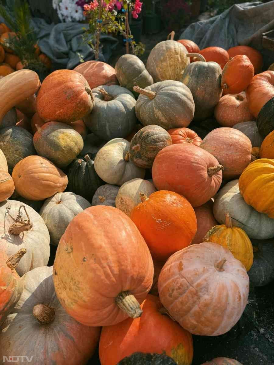 कद्दू में कैल्शियम की मात्रा अधिक पायी जाती है. इसके सेवन से हड्डियों को मजबूत बनाया जा सकता है.