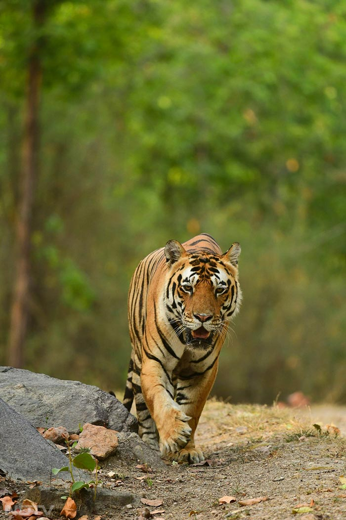 कान्हा नेशनल पार्क में 118 बाघ और 146 तेंदुए मौजूद हैं. यह देश का सबसे बड़ा टाइगर रिज़र्व है.