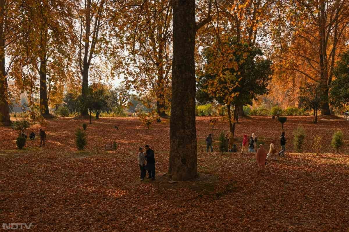 कश्मीर में शरद ऋतु के आते ही घाटी सोने और लाल रंगों की उजली चादर ओढ़ लेती है.