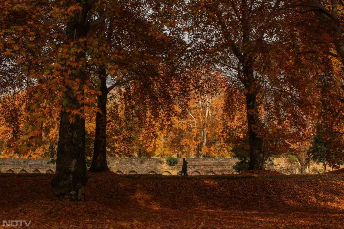 गिरे हुए चिनार के पत्ते मानो धरती पर प्रकृति की उत्कृष्ट कलाकृति बनकर बिखर जाते हैं.