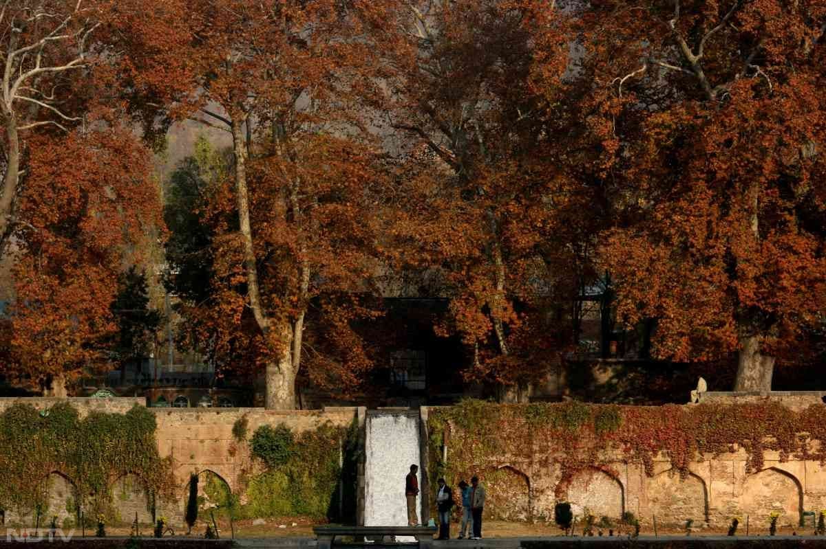 श्रीनगर में गुलदाउदी गार्डन, कश्मीर विश्वविद्यालय का नसीम बाग, शालीमार गार्डन और चिनार से घिरी बुलेवार्ड रोड इस मौसम में बेहद ही सुंदर लगते हैं.