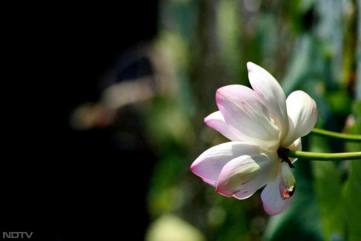 श्रीनगर के अनुसार, चिनार हमें यह भी सिखाते हैं कि अंत भी खूबसूरत हो सकता है.