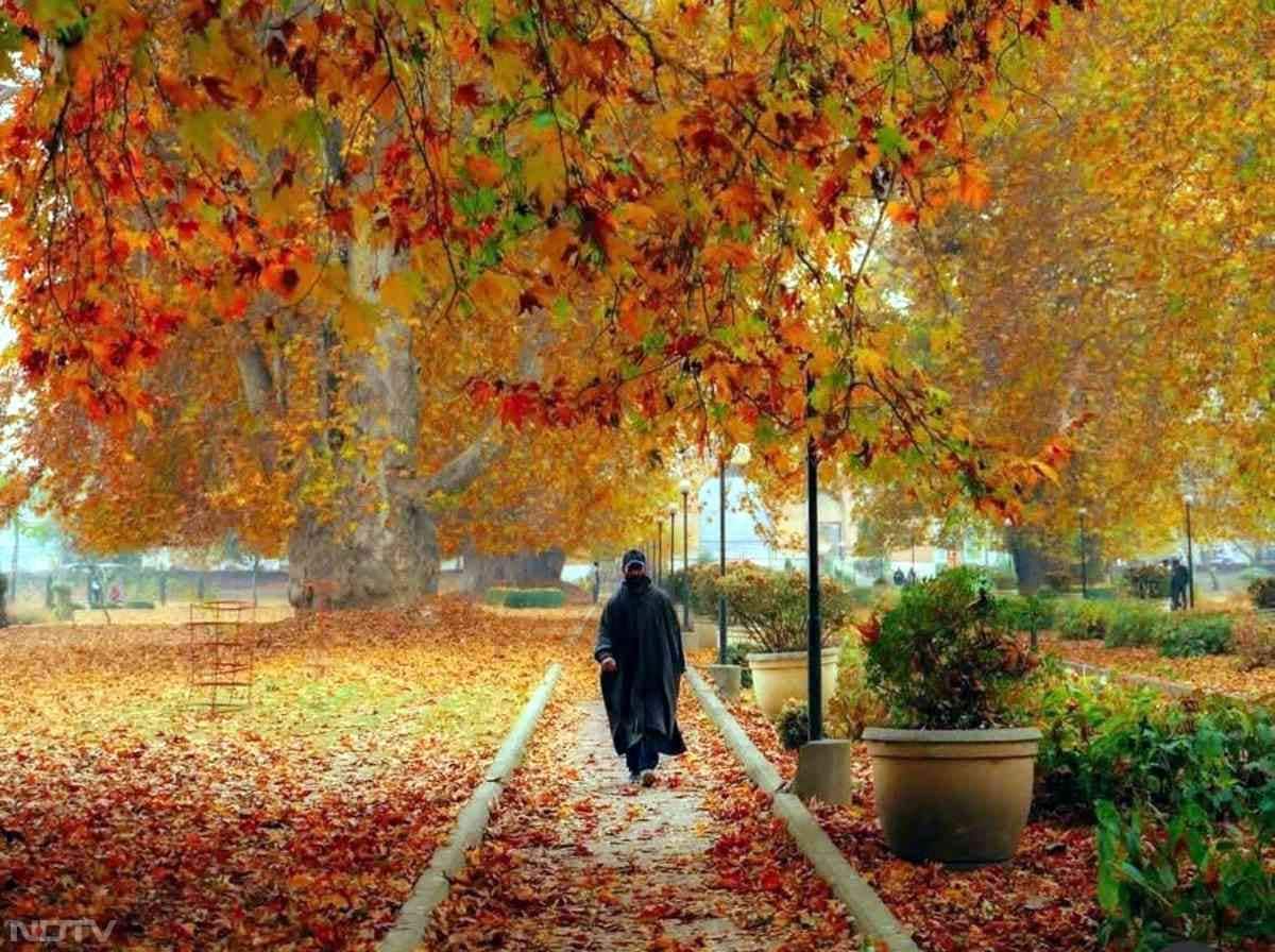 शहर के ये उद्यान प्रतिदिन सैकड़ों लोगों से भर उठते हैं, बेहतर तस्वीरों की तलाश में घूमते फोटोग्राफर, शांत छाया में सुकून तलाशते परिवार और मौसम की सुंदरता में खो जाने वाले पर्यटक यहां दिखते हैं.