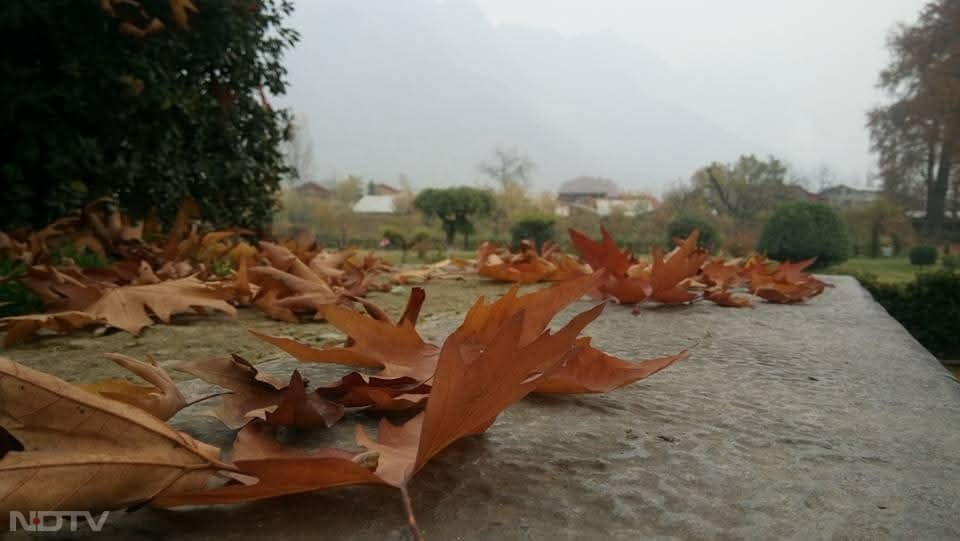 चिनार की पत्तियों का गिरना कश्मीर की शरद ऋतु को एक विशिष्ट पहचान देता है.