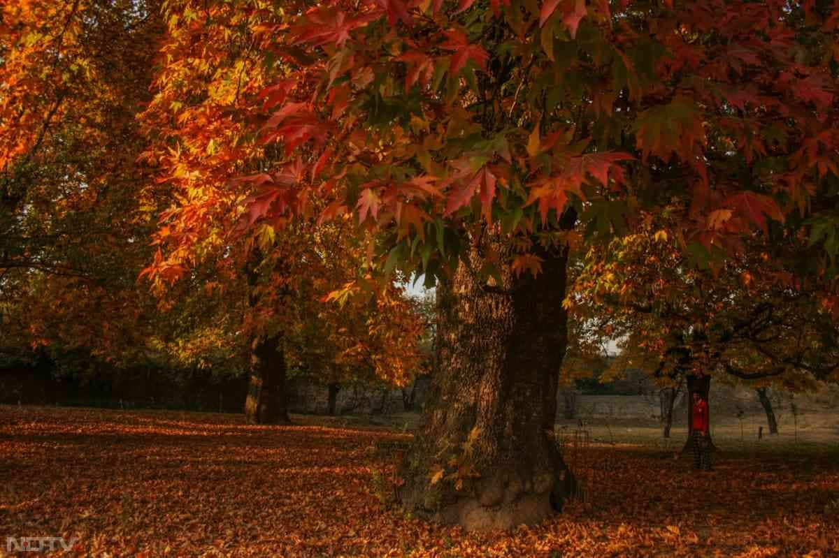 बादामवारी सहित कई उद्यानों में फैली रौनक के बीच, कश्मीर विश्वविद्यालय के नसीम बाग के पास सुनहरे पत्तों से ढके रास्ते भी लोगों को अपनी ओर खींच रहे हैं.
