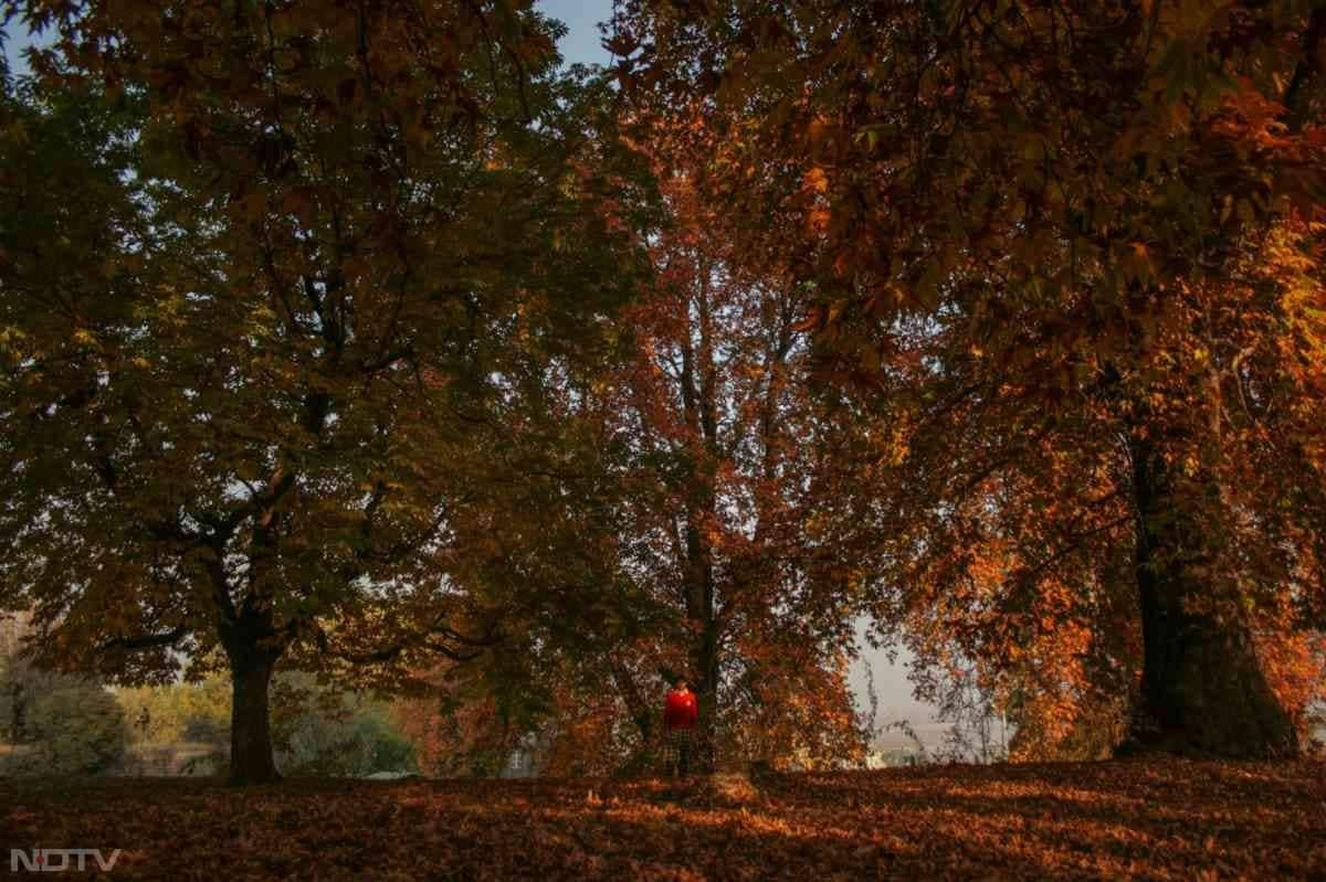चिनार की पत्तियों से छनकर आती धूप और उसका फैलता हुआ चमकदार असर अद्भुत होता है. कश्मीर में शरद ऋतु सिर्फ एक मौसम नहीं, एक एहसास है.