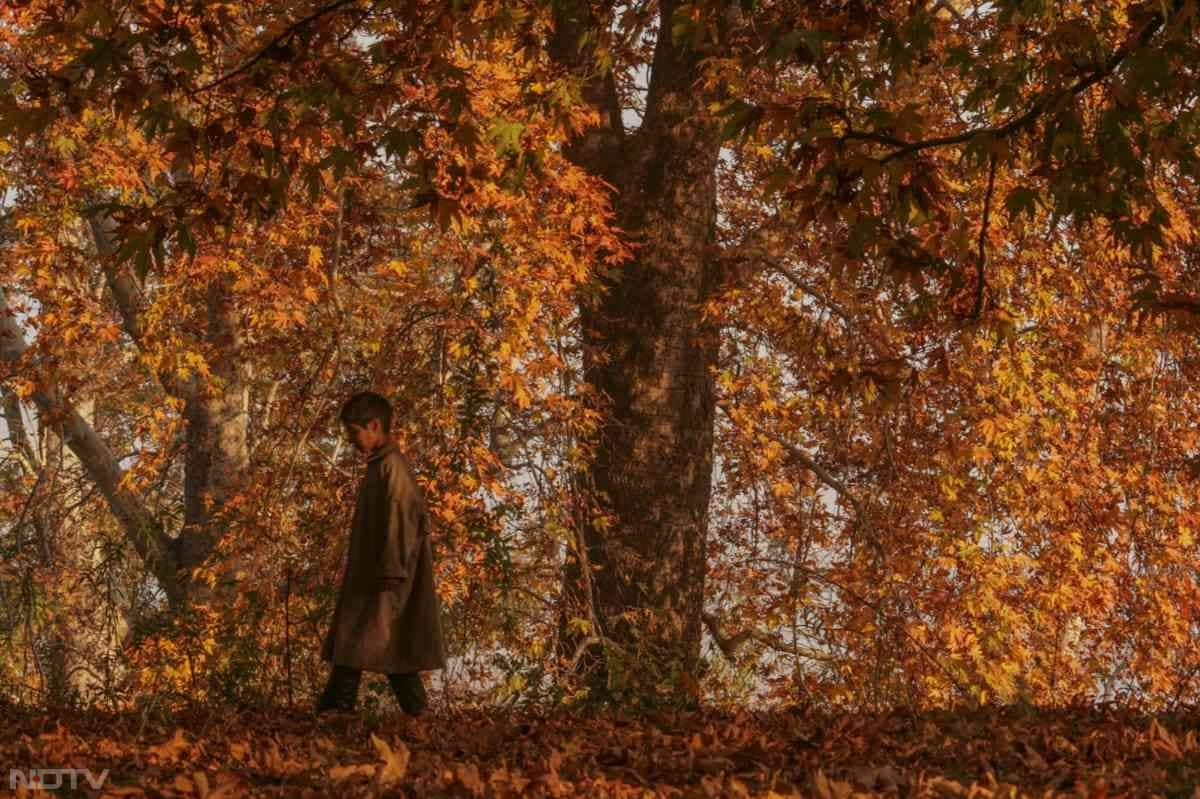 खानयार के एक स्थानीय निवासी ने बताया कि पत्तों को धीरे-धीरे गिरते देखना एक मन को मोह लेने वाला दृश्य है, जो पूरे वातावरण को सुनहरे और लाल आभा में बदल देता है. उनके शब्दों में, 'पत्तियां, दृश्य, रंग-सब कुछ बिल्कुल जादुई लगता है.'