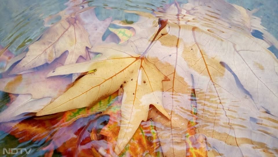 विश्वविद्यालय परिसर में रहने वाले छात्रों का कहना है कि वे हर साल इस समय का बेसब्री से इंतजार करते हैं.