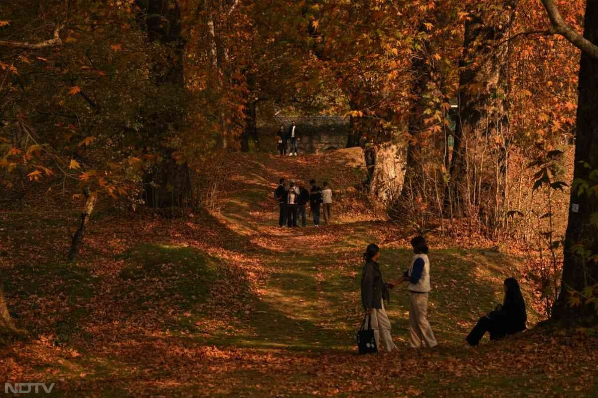 पर्यटक, छात्र और स्थानीय परिवार तस्वीरें लेते, पत्तों को हवा में उछालते और इस क्षणभंगुर मौसम की यादों को कैद करते दिखते हैं.