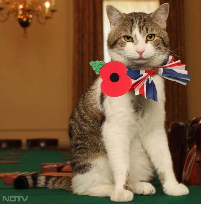 लैरी द कैट की कहानी काफी दिलचस्प है. वह कभी लंदन की सड़क पर भटकने  साधारण बिल्ली थी. बाद में उसे बैटरसी डॉग्स एंड कैट्स होम से गोद लिया गया. उस समय ब्रिटेन के प्रधानमंत्री डेविड कैमरन थे. Instagram/larrythecatforpm