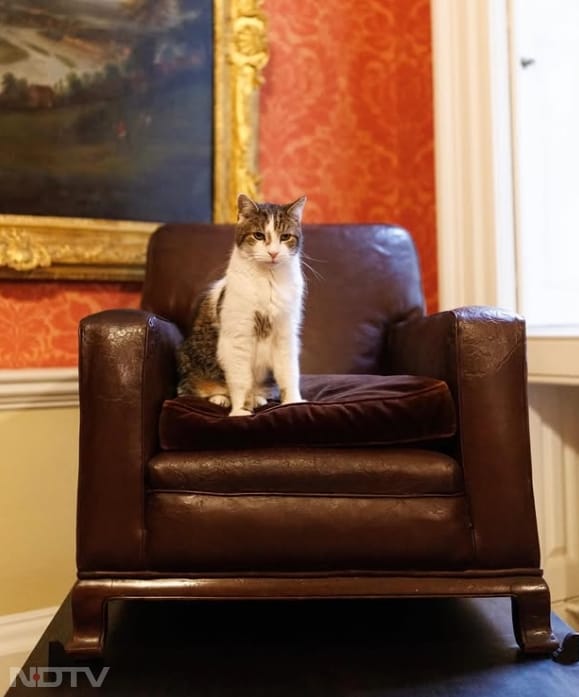 लैरी को साल 2011 में उसे चूहे पकड़ने के लिए लाया गया था. लैरी को 'चीफ माउसर टू द कैबिनेट ऑफिस' की मजेदार उपाधि मिली हुई है. Instagram/larrythecatforpm