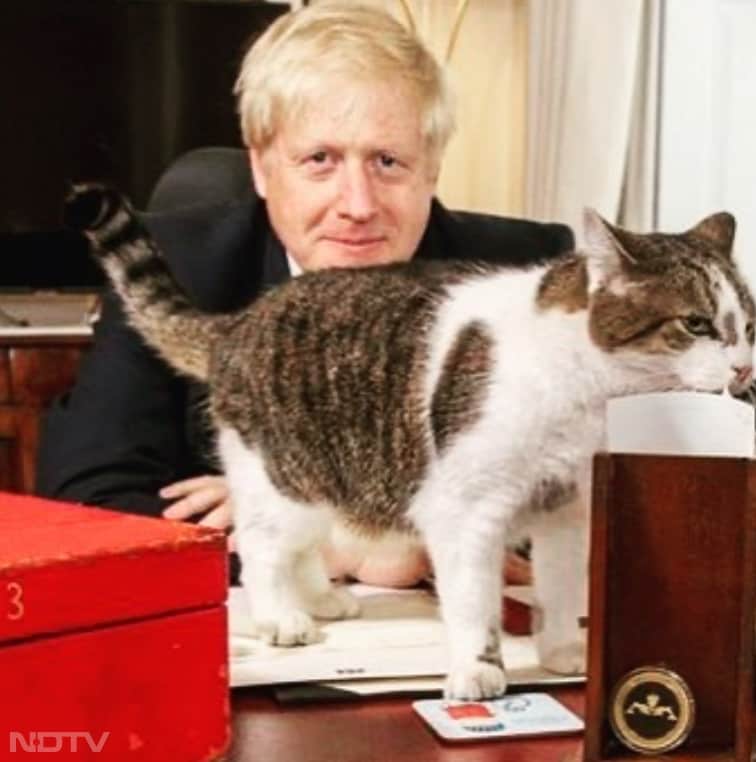 लैरी द कैट अब तक छह ब्रिटिश प्रधानमंत्रियों- डेविड कैमरन, थेरेसा मे, बोरिस जॉनसन, लिज़ ट्रस, ऋषि सुनक और कीर स्टार्मर के साथ 10 डाउनिंग स्ट्रीट में रह चुकी है. Instagram/larrythecatforpm