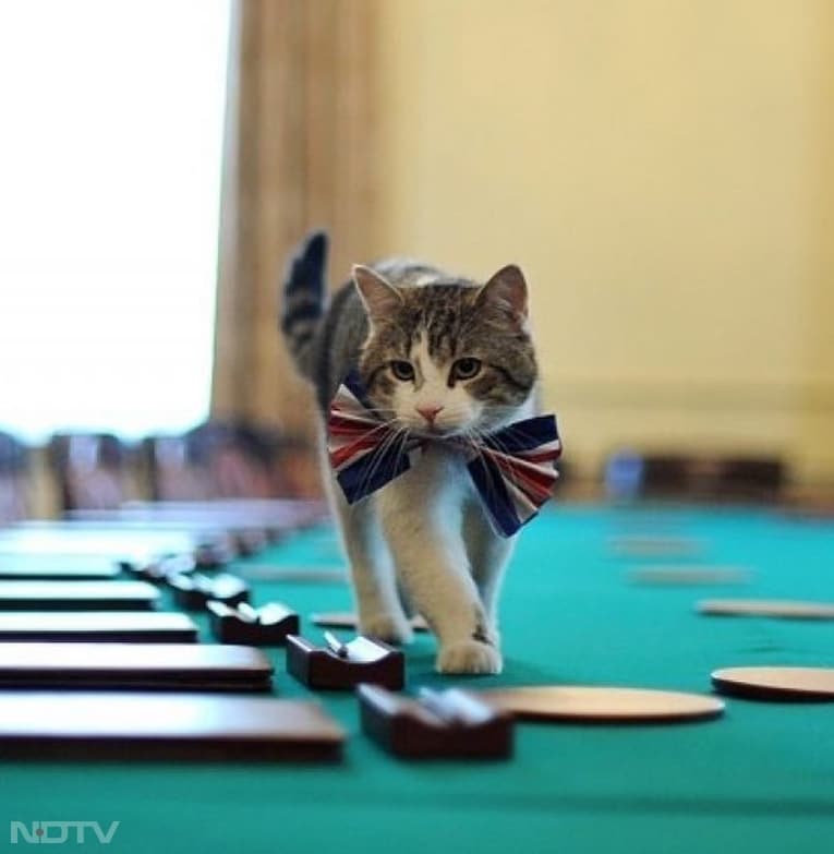 लैरी अपने क्षेत्र की रक्षा करने में काफी सतर्क रहता है. वह कभी-कभी प्रेस कॉन्फ़्रेंस के दौरान भी नजर आ जाता है. लोग उसे 'डाउनिंग स्ट्रीट का बॉस' भी कहते हैं. Instagram/larrythecatforpm