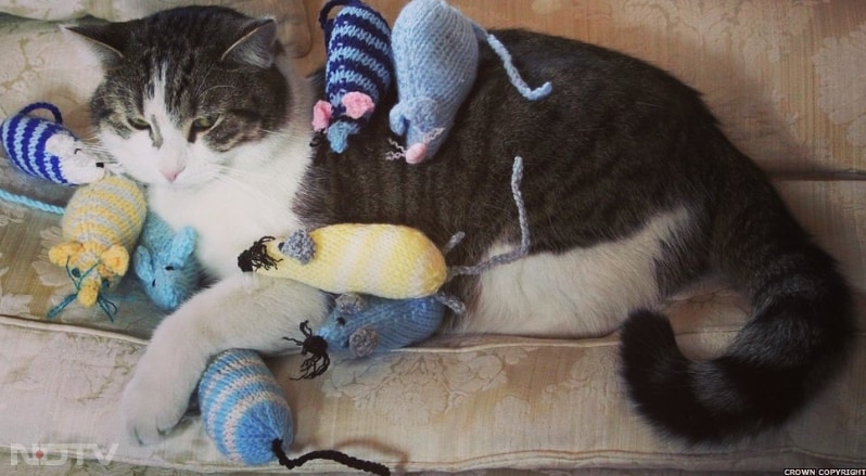 लैरी को धूप में बैठना और लंबे समय तक झपकी लेना बहुत पसंद है. Instagram/larrythecatforpm