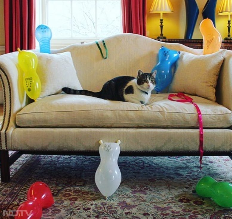 लैरी का स्वभाव कभी-कभी शरारती और स्वतंत्र माना जाता है. उसे खिलौनों और आरामदायक कुशन पर सोना खूब अच्छा लगता है. Instagram/larrythecatforpm