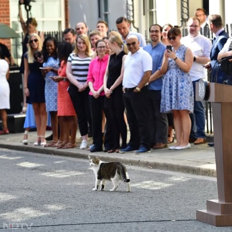 लैरी मीडिया में बेहद लोकप्रिय है और अक्सर कैमरों के सामने दिख जाता है. उसकी आरामदायक और शाही चाल लोगों को खूब पसंद आती है. Instagram/larrythecatforpm